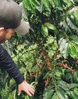 Colombia Sebastian Ramirez - Red Fruit Co-Fermentation