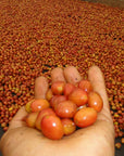 Colombia Finca El Chaferote II – Washed Pink Bourbon