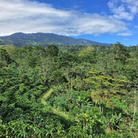 Costa Rica Aquiares Entre Rios (Natural, Anaerobic)