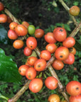 Colombia Sebastian Ramirez - Red Fruit Co-Fermentation