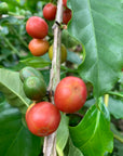 Colombia Jairo Arcila – Strawberry Co-Fermentation