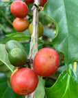 Colombia Jairo Arcila – Strawberry Co-Fermentation
