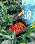 Colombia Sebastian Ramirez - Watermelon Co-Fermentation