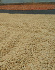 Colombia Finca El Chaferote II – Washed Pink Bourbon