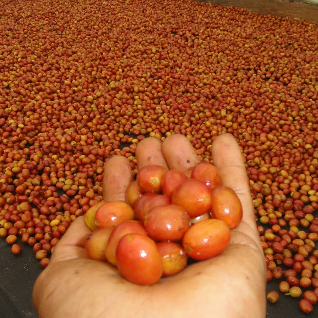 Colombia Finca El Chaferote II – Washed Pink Bourbon