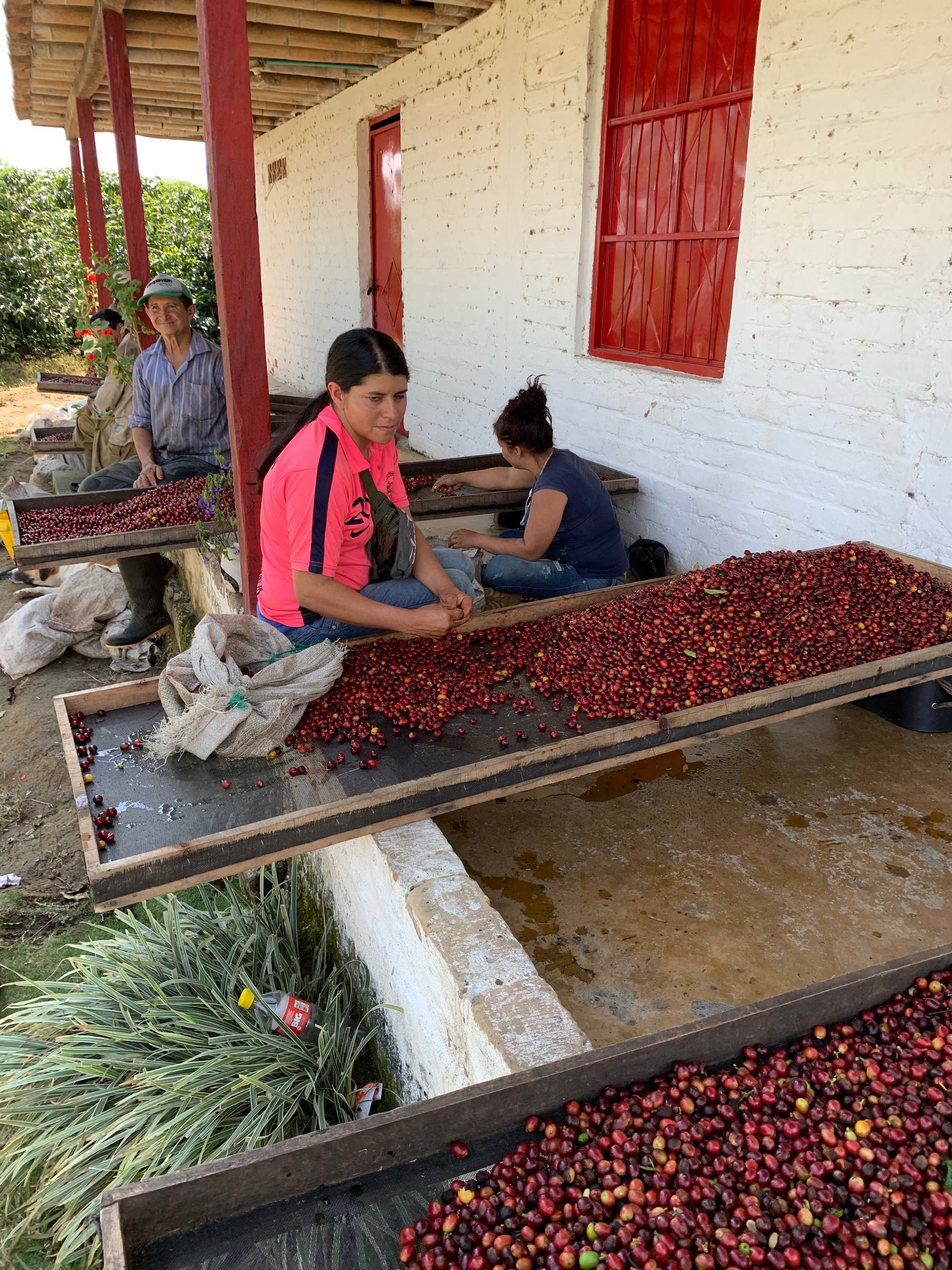 Colombia Jairo Arcila – Strawberry Co-Fermentation