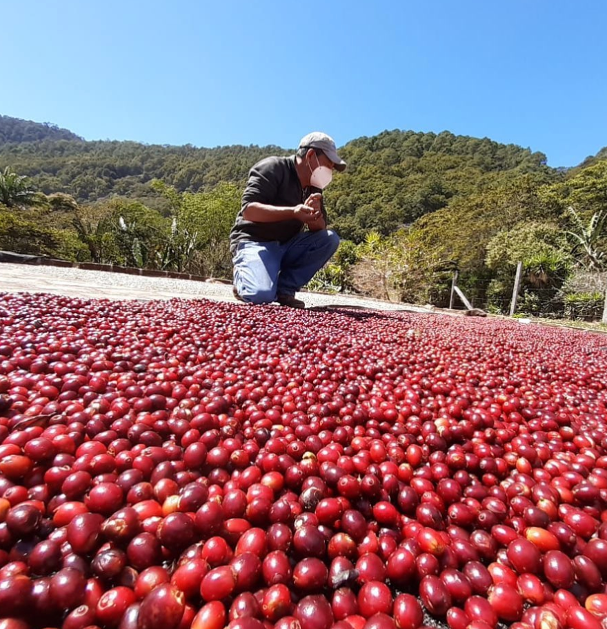 Organic Honduras Marcala COMSA