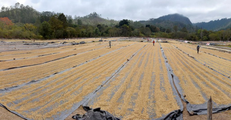 Organic Honduras Marcala COMSA