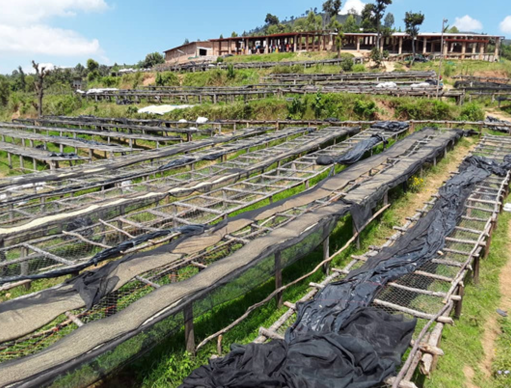 Rwanda Kigali Inzovu Peaberry