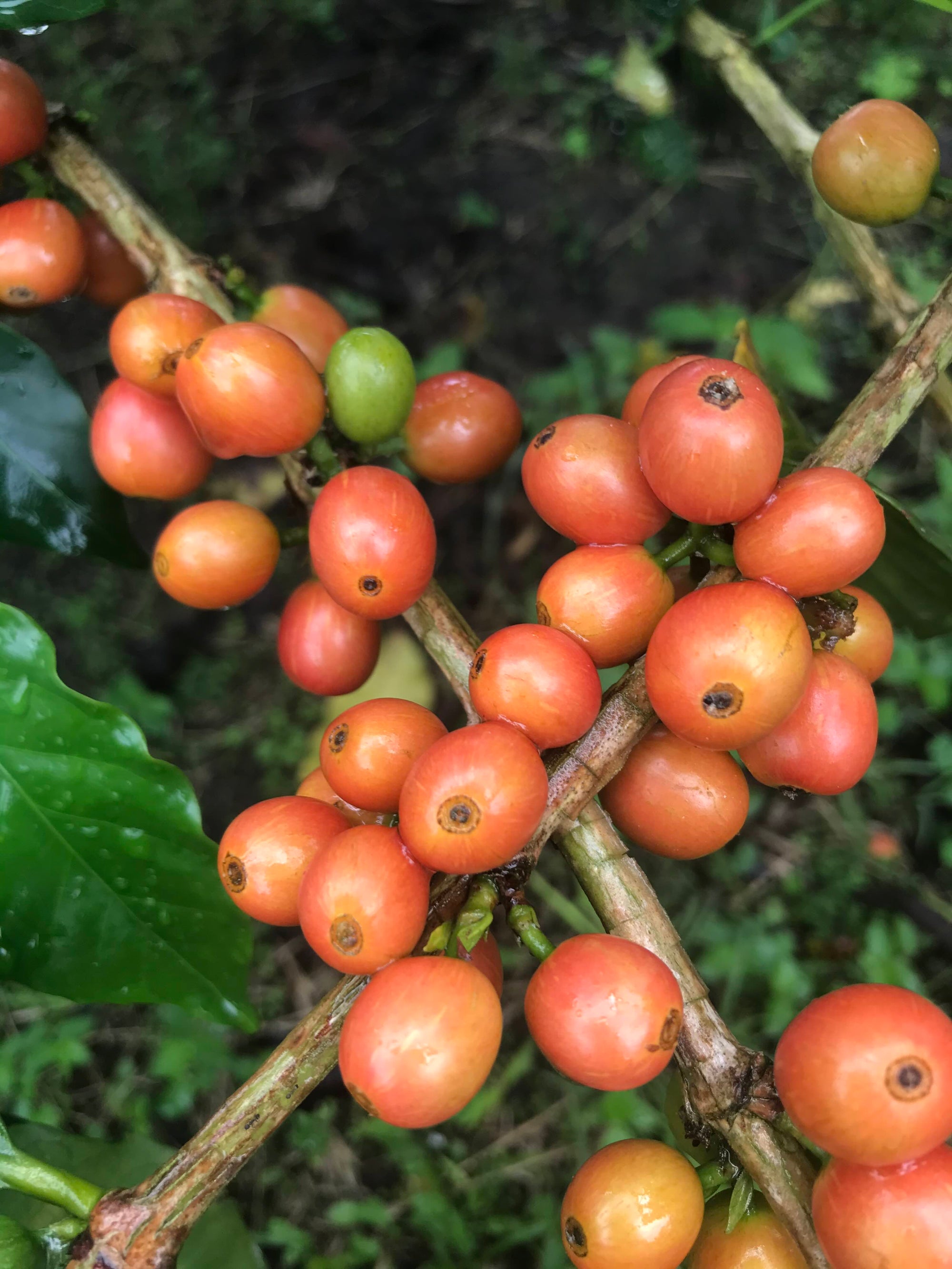 Colombia Sebastian Ramirez - Red Fruit Co-Fermentation