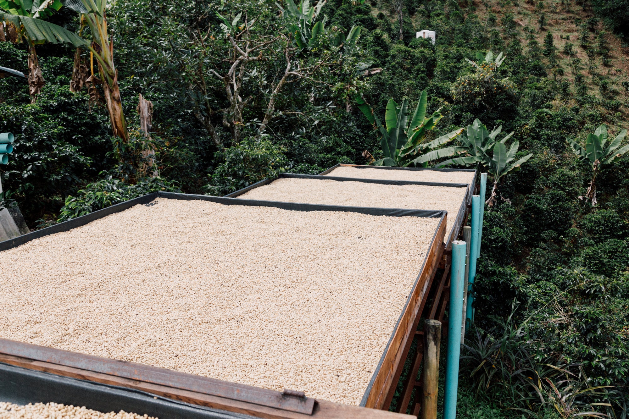 Colombia Carmen Montoya Chiroso – Washed, Double Fermentation