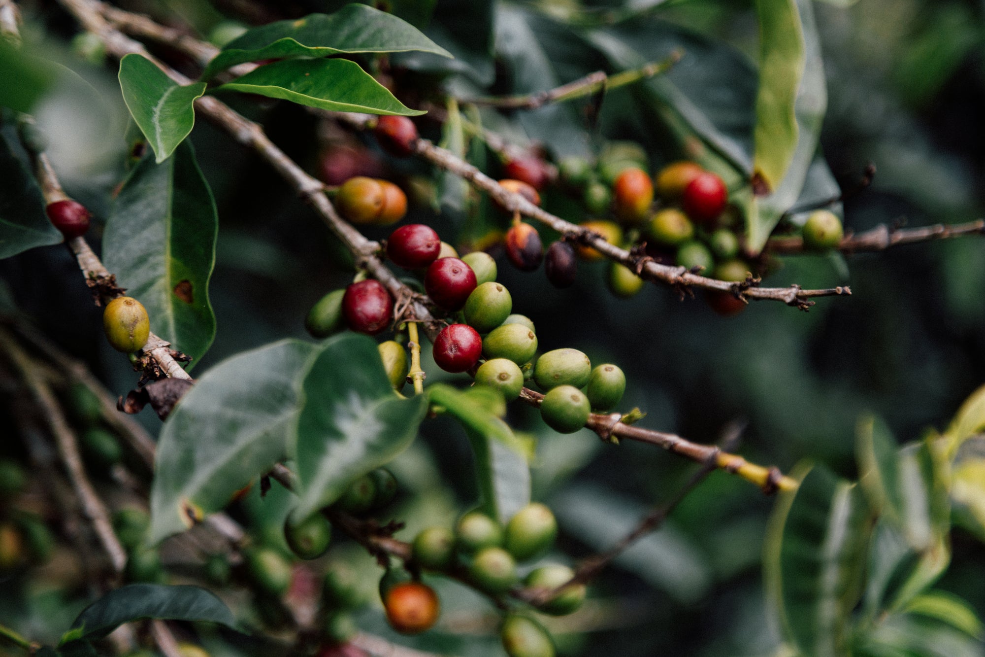 Colombia Carmen Montoya Chiroso – Washed, Double Fermentation