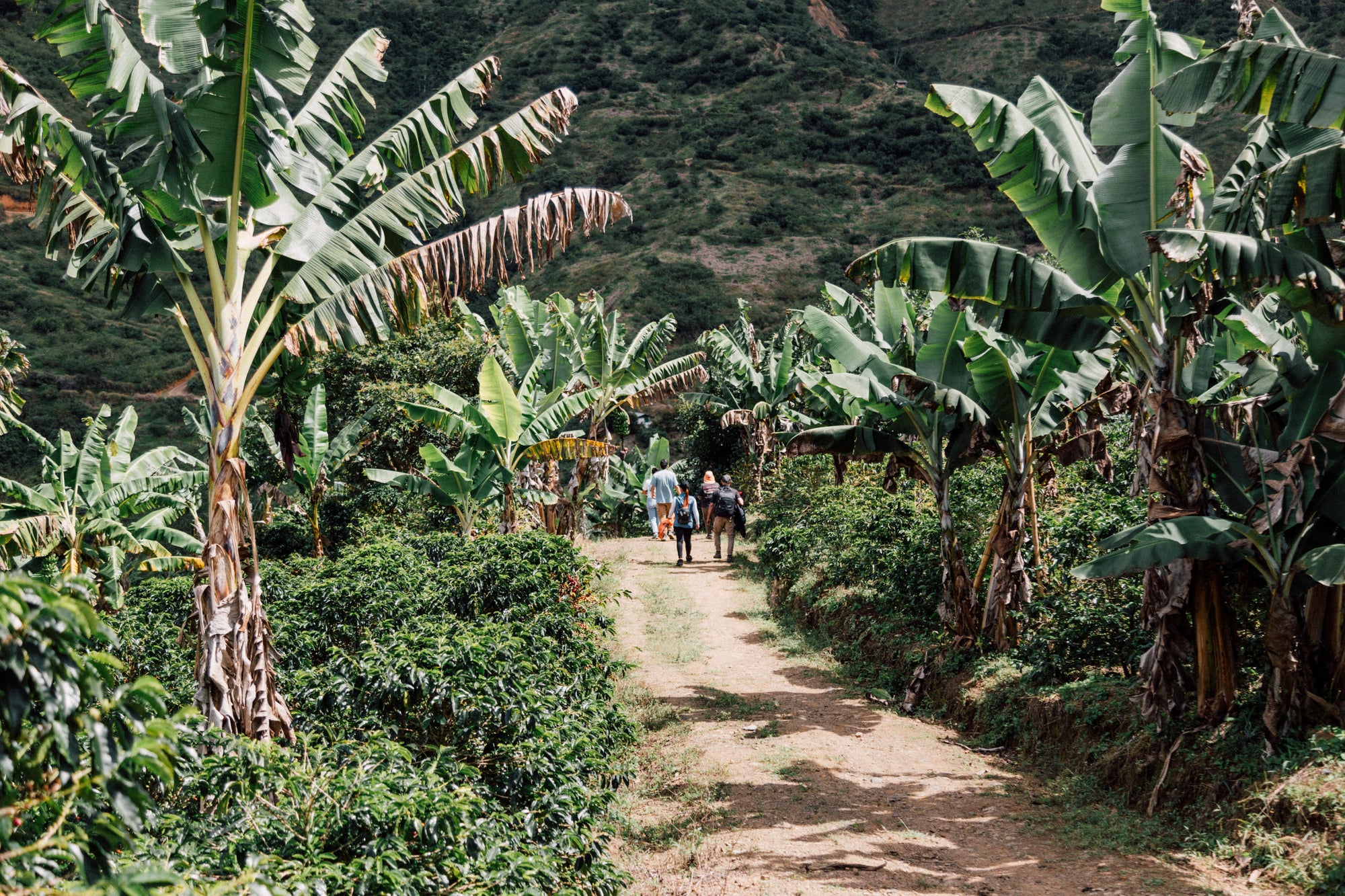 Colombia Carmen Montoya Chiroso – Washed, Double Fermentation