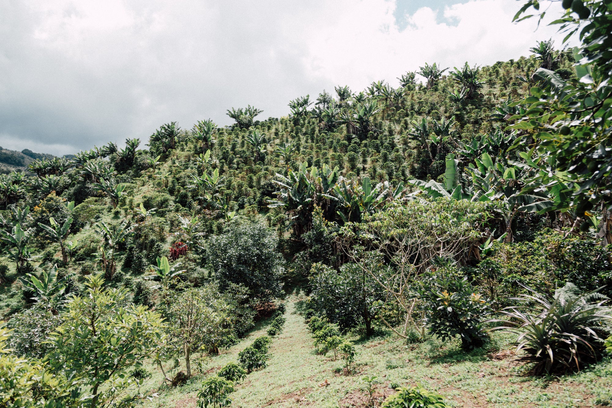 Colombia Carmen Montoya Chiroso – Washed, Double Fermentation