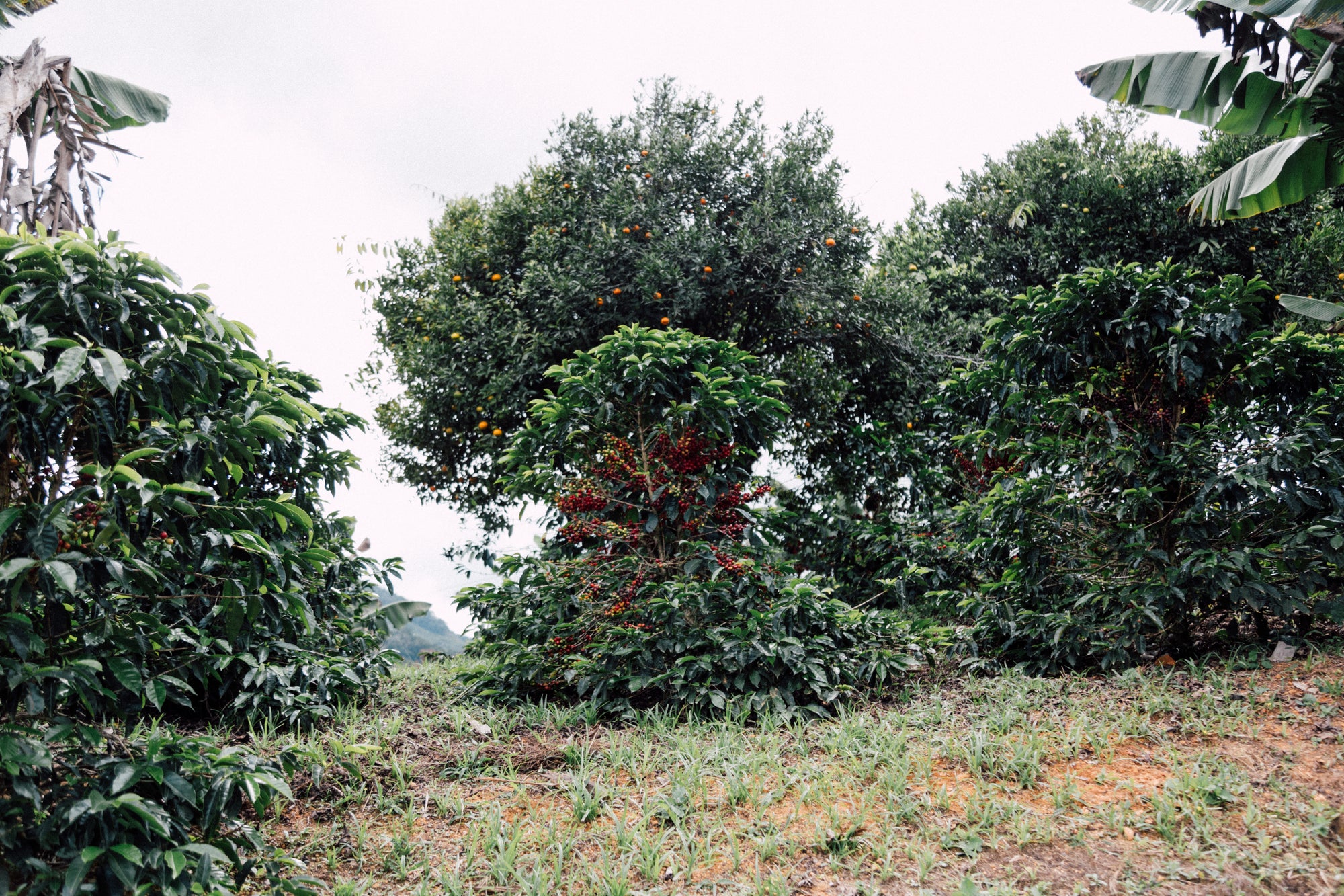 Colombia Carmen Montoya Chiroso – Washed, Double Fermentation