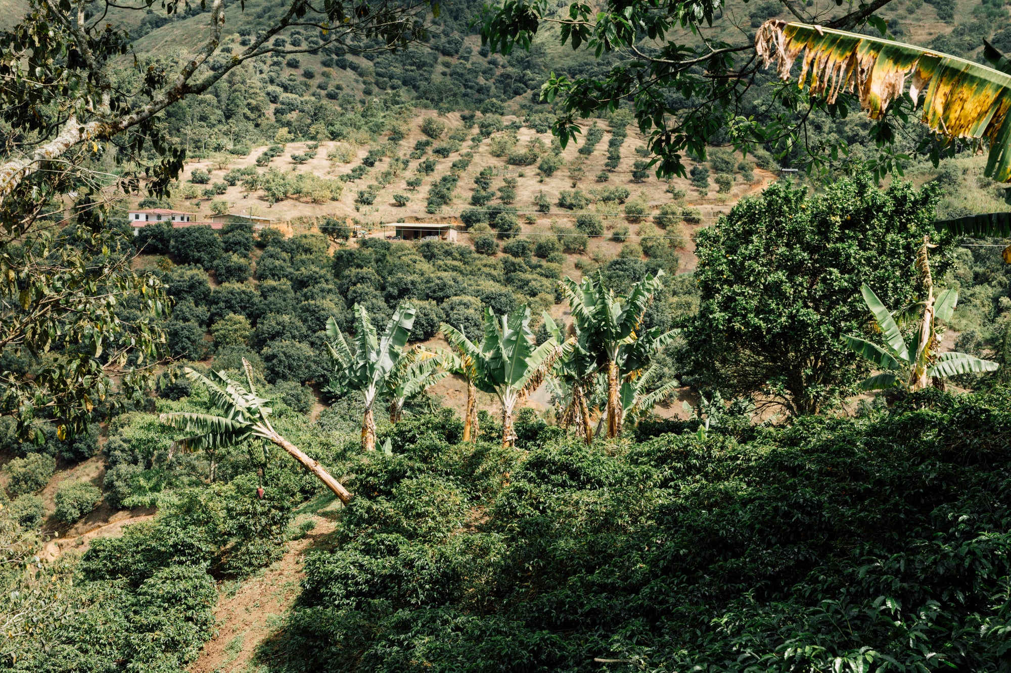 Colombia Carmen Montoya Chiroso – Washed, Double Fermentation