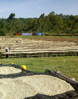 Ethiopia Duromina Aba Bulgu (Washed)