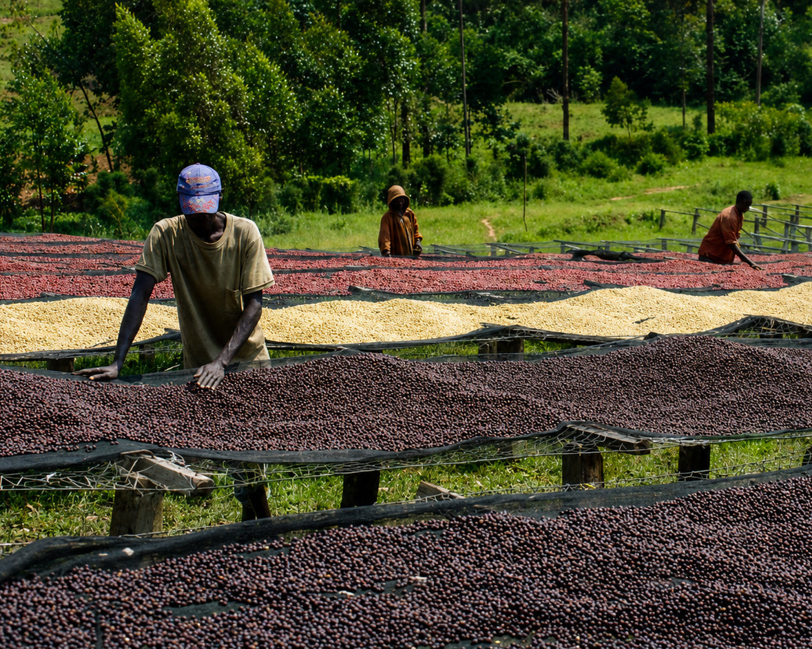 Masha washing station, Kayanza, Burundi