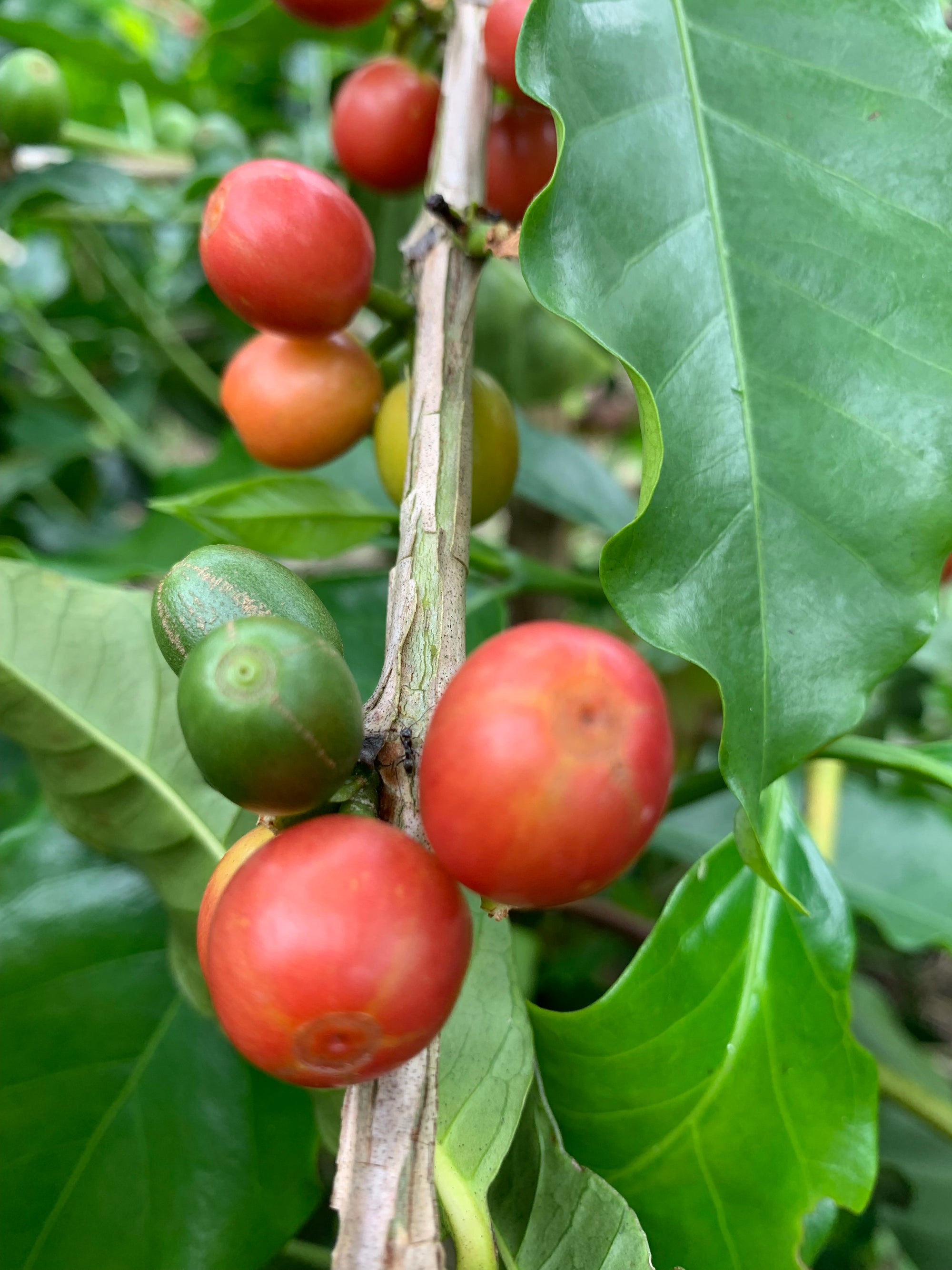 Colombia Jairo Arcila – Strawberry Co-Fermentation