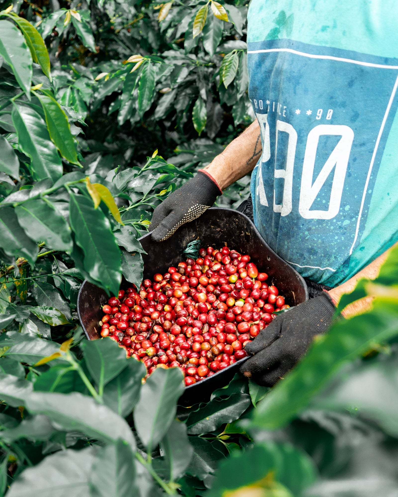 Colombia Sebastian Ramirez - Watermelon Co-Fermentation