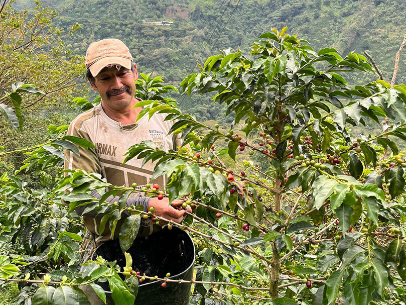Crown Origin: Colombia Nectario Zuñiga